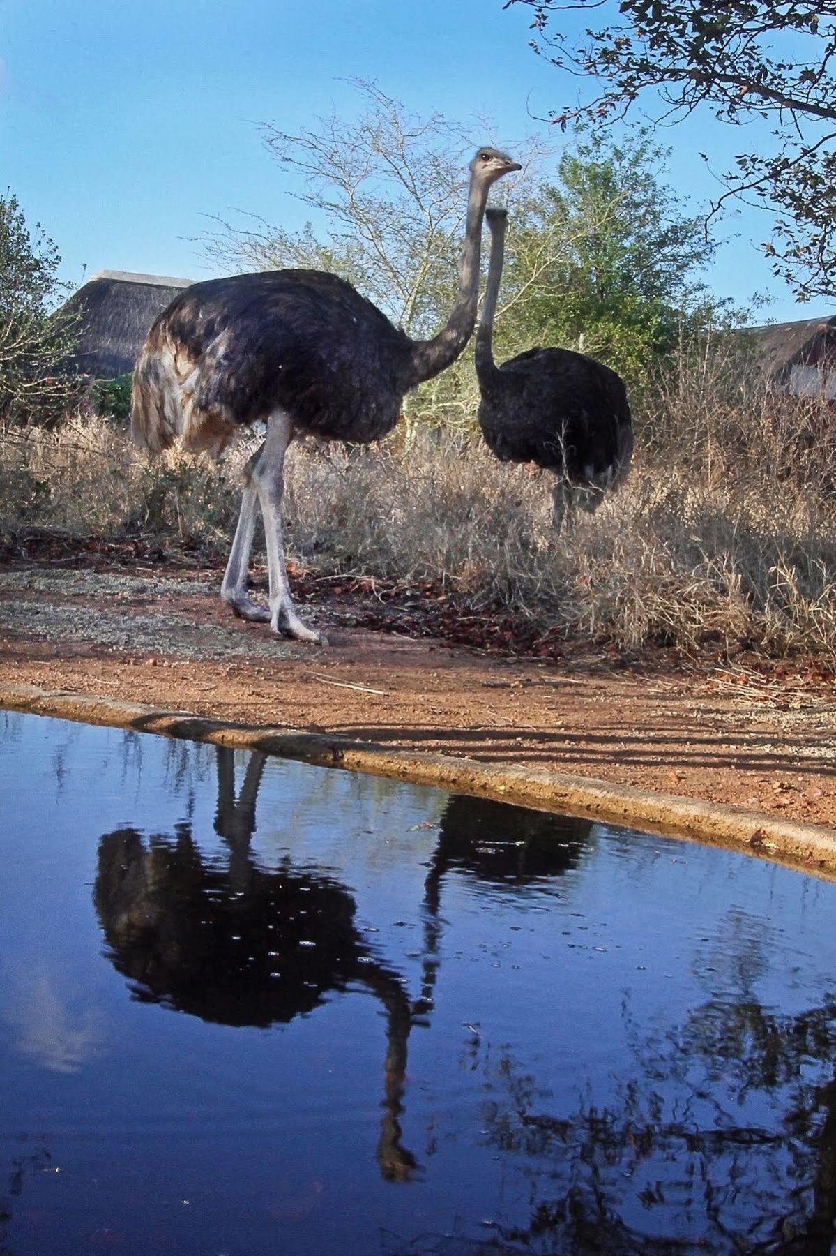 Normann Safari Bush Lodge ファラボルワ エクステリア 写真